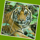 Bandhavgarh National Park