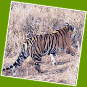 rajasthan wildlife Safari