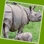 Kaziranga National Park