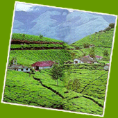 Tea Plantation near Munnar, kerala tours
