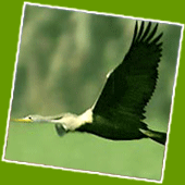 Kumarakom Bird Sanctuary, kerala bird tours, kerala bird watching
