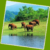 Periyar Wildlife Sanctuary 