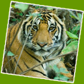 Sundarban with Royal Bengal Tiger